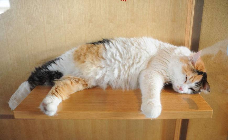 家里的猫挑食不长肉,家里的喵星人