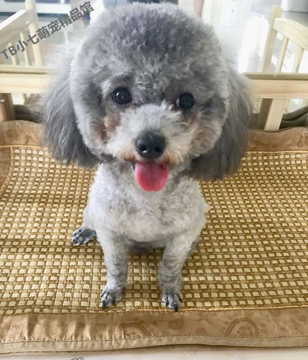 狗狗中暑放在空调房降温可以吗,天气太热狗狗中暑死亡