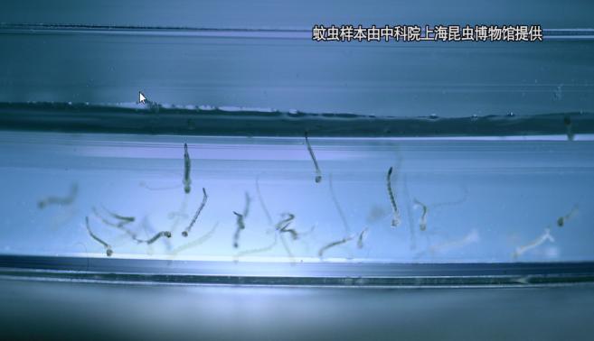 这个吻,竟然致命