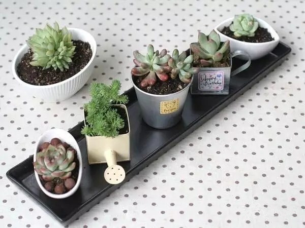 夏日多肉养花技巧图解,十二种招财多肉怎么浇水