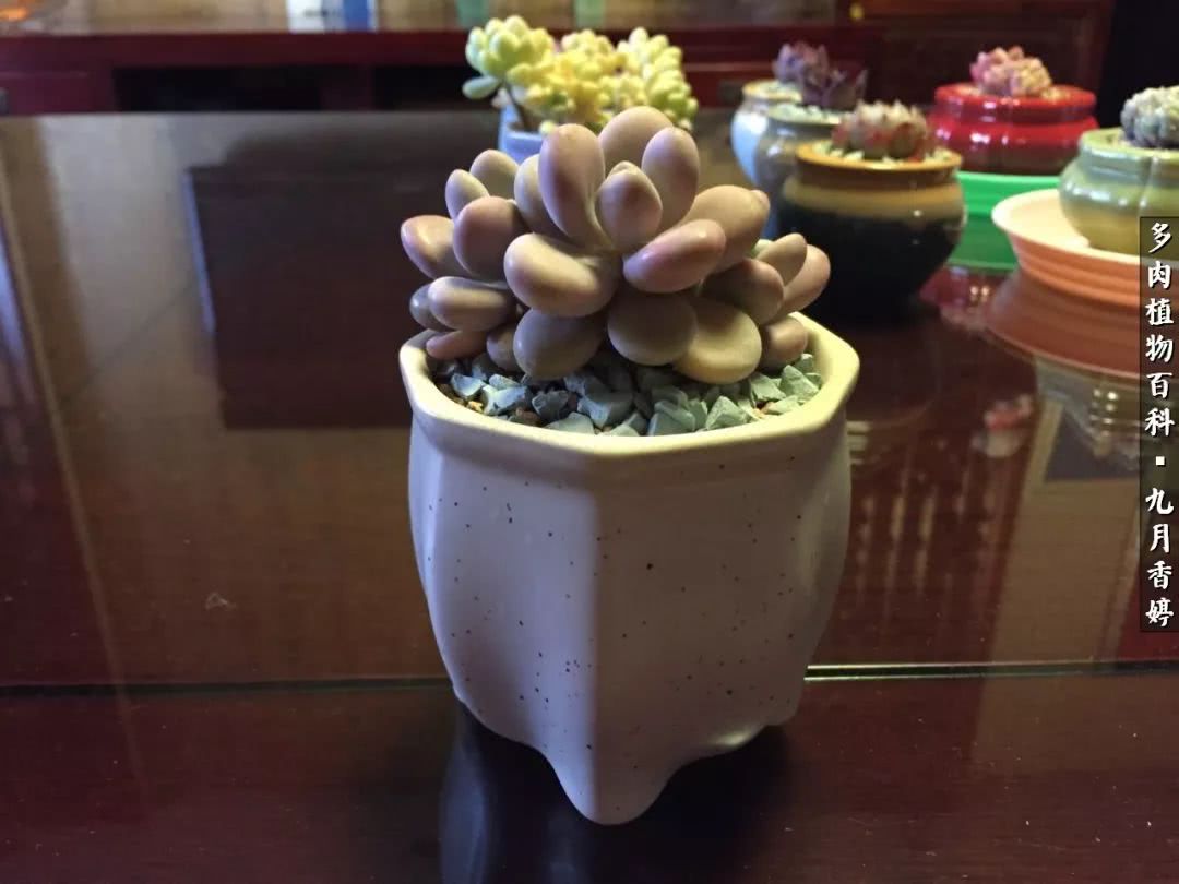 新手入坑必养多肉,刚入坑的多肉怎么养