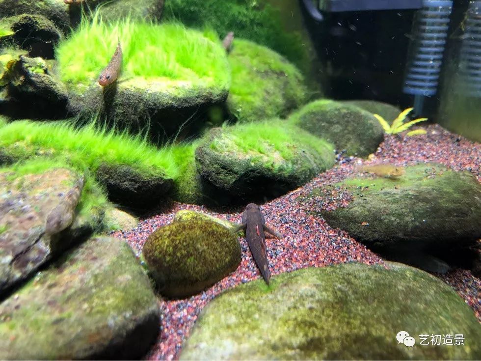 虾虎缸造景要什么过滤器,虾虎缸用什么石头造景好