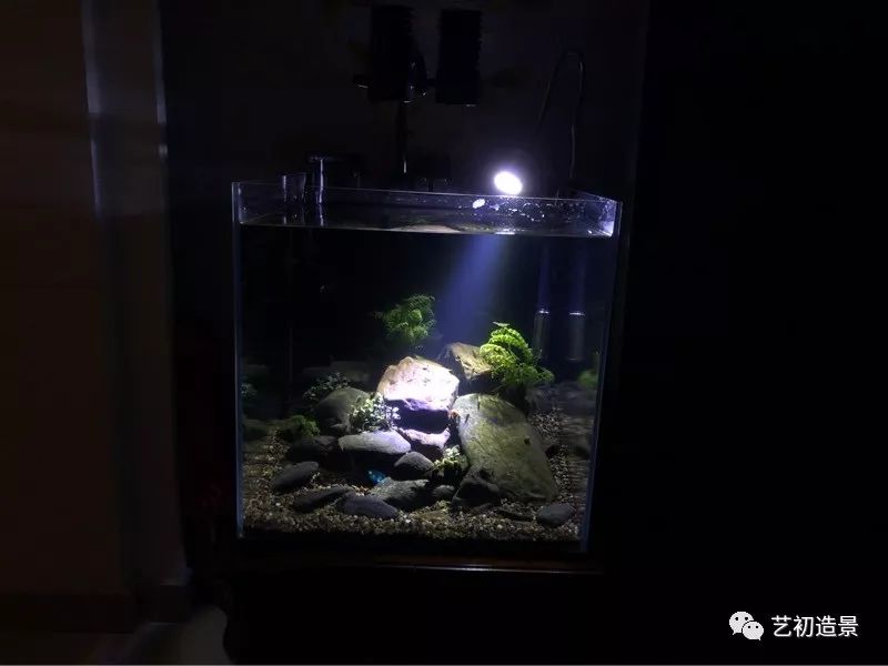 虾虎缸造景要什么过滤器,虾虎缸用什么石头造景好