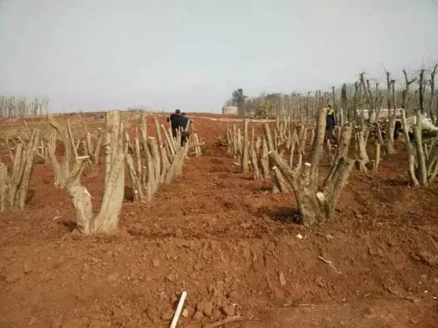 农村常见树上的黑黄虫子大全,树上常见的大虫子