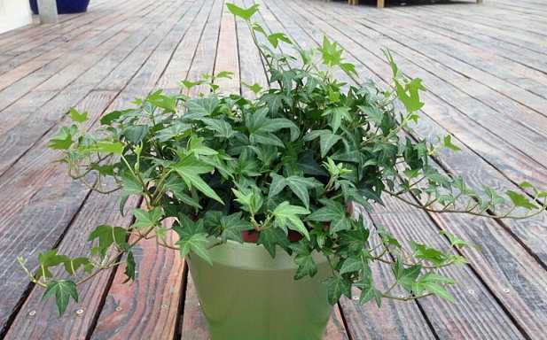 除甲醛盆栽推荐一下,甲醛盆栽哪个效果最好还好养活