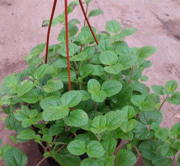 去甲醛效果最好的盆栽有哪些,除甲醛盆栽推荐一下