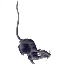 十二生肖六合与三合有什么区别,十二生肖三合和六合详解