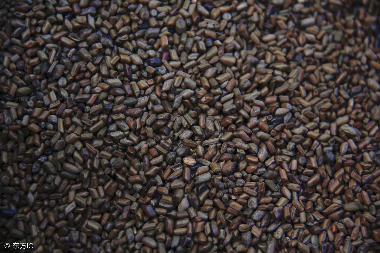 清肝明目的草药决明子,一味中药清肝明目润肠通便