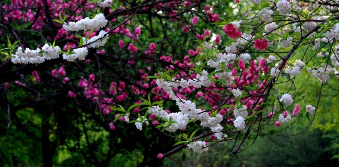 「诗词原创」褚乃艳｜莫道君心无所住红尘洗却看沉浮