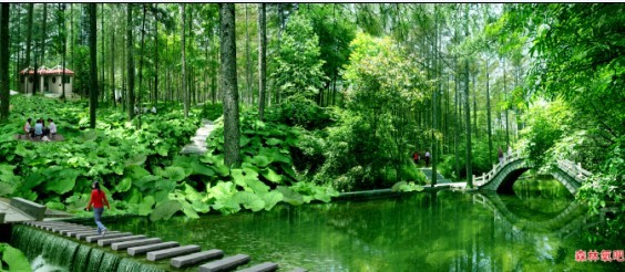 白云山森林氧吧图片,栾川白云山森林氧吧