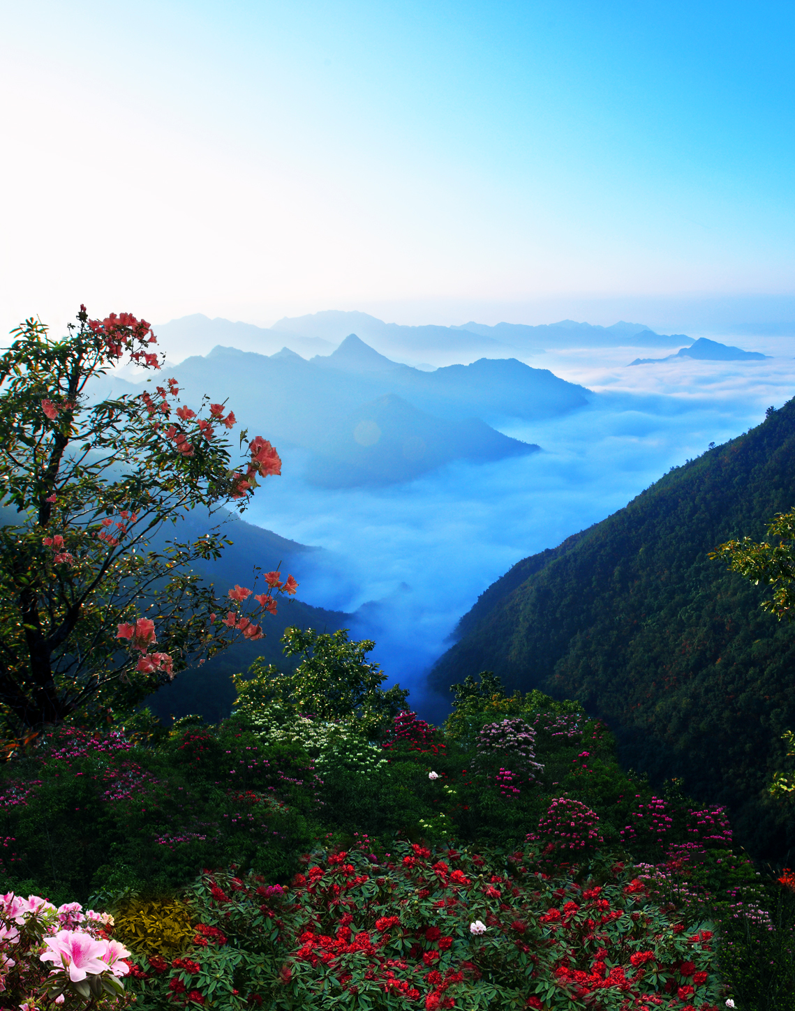 白云山森林氧吧图片,栾川白云山森林氧吧