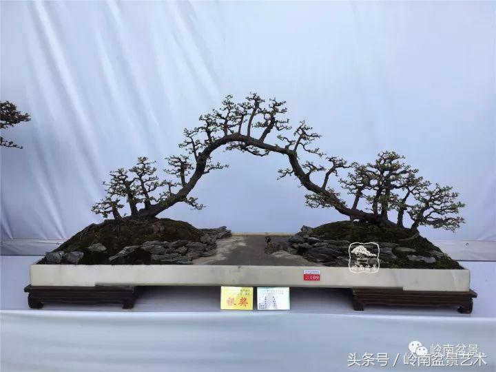 地瓜榕盆景的修剪技巧,金豆盆景修剪视频大全