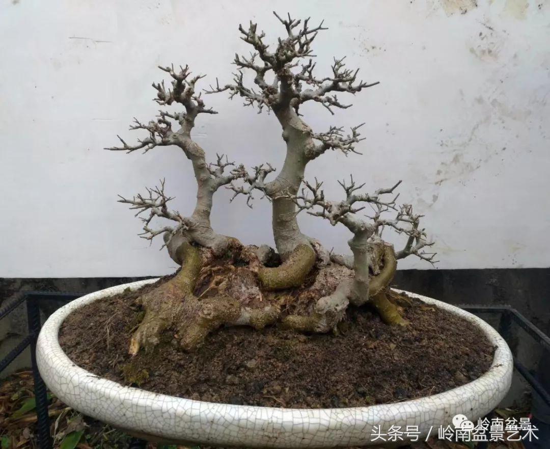 地瓜榕盆景的修剪技巧,金豆盆景修剪视频大全