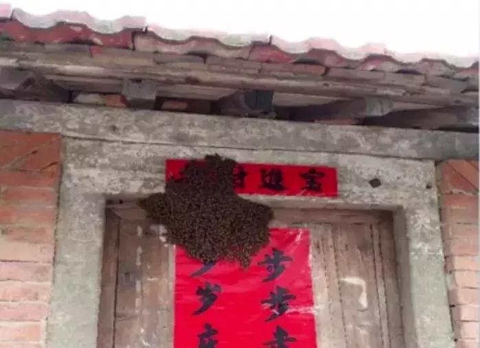 蜱虫咬人致死率多少,每年蜱虫咬人死亡率