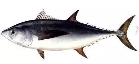 海鱼肉质鲜美，营养价值也高的10种鱼，你吃过几种？