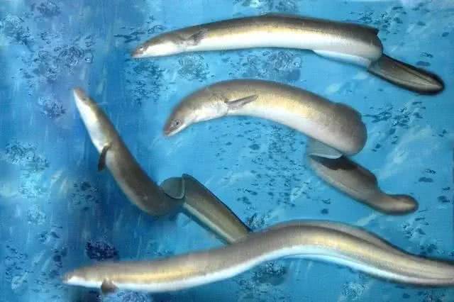 海鱼肉质鲜美，营养价值也高的10种鱼，你吃过几种？