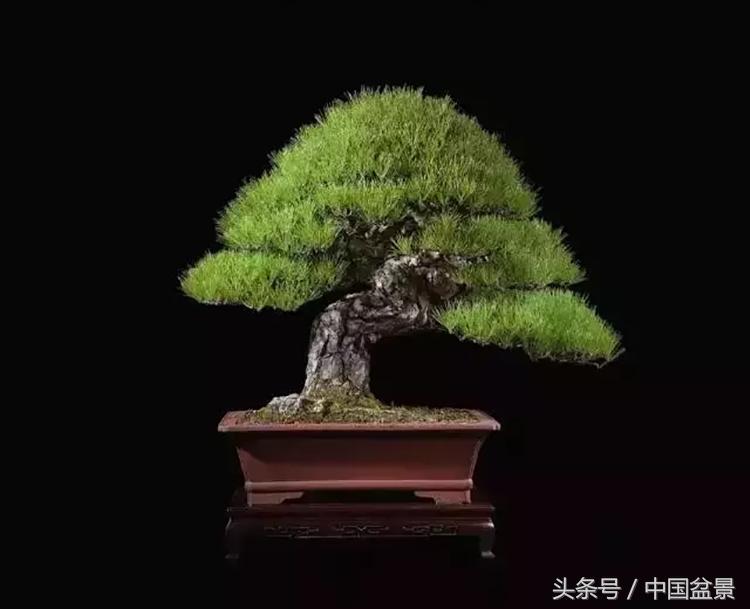 王恒亮获奖作品《虬龙出世》赏析