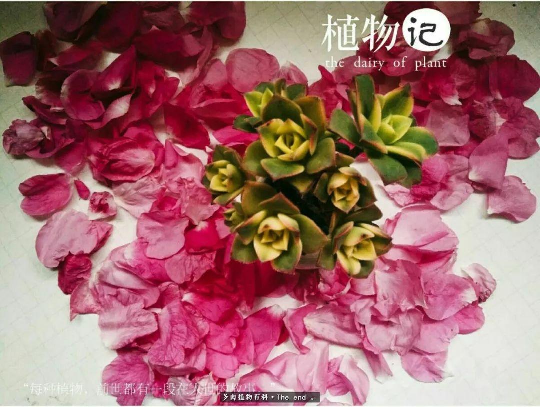 宝宝养多肉,养多肉宝妈