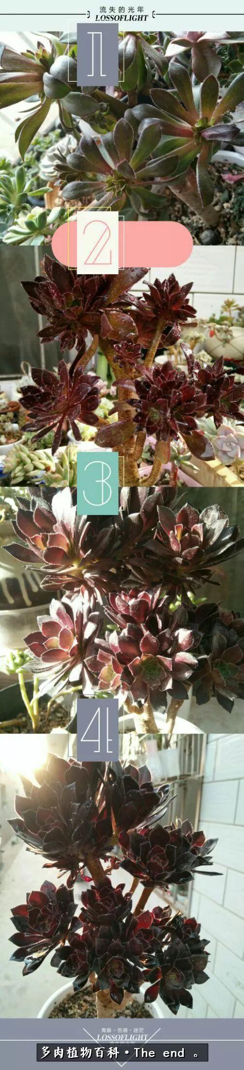 宝宝养多肉,养多肉宝妈