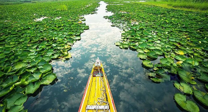上海观景赏荷,7月赏荷花好去处