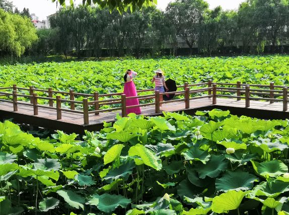 上海观景赏荷,7月赏荷花好去处