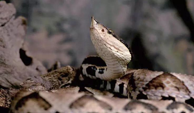 资讯｜下沙市民注意了！以后如果被它咬，省中医院下沙院区就能治疗！