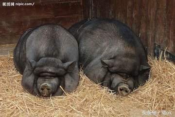 母猪产仔畸形较多是怎么回事,母猪产畸形胎是什么造成的