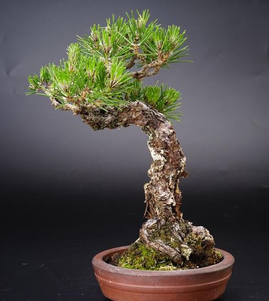 黑松丛林多杆盆景造型,肖建伟黑松盆景制作造型