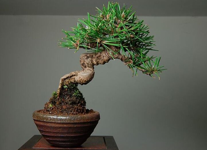 黑松造型盆景图片价格,黑松盆景造型制作视频