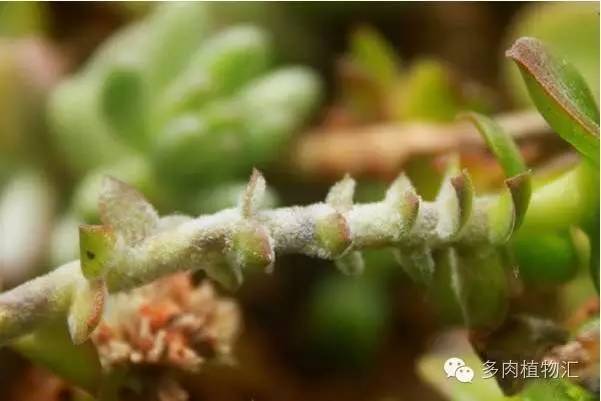 多肉黄叶、烂叶、霉根不知道该怎么办？现在看还来得及！