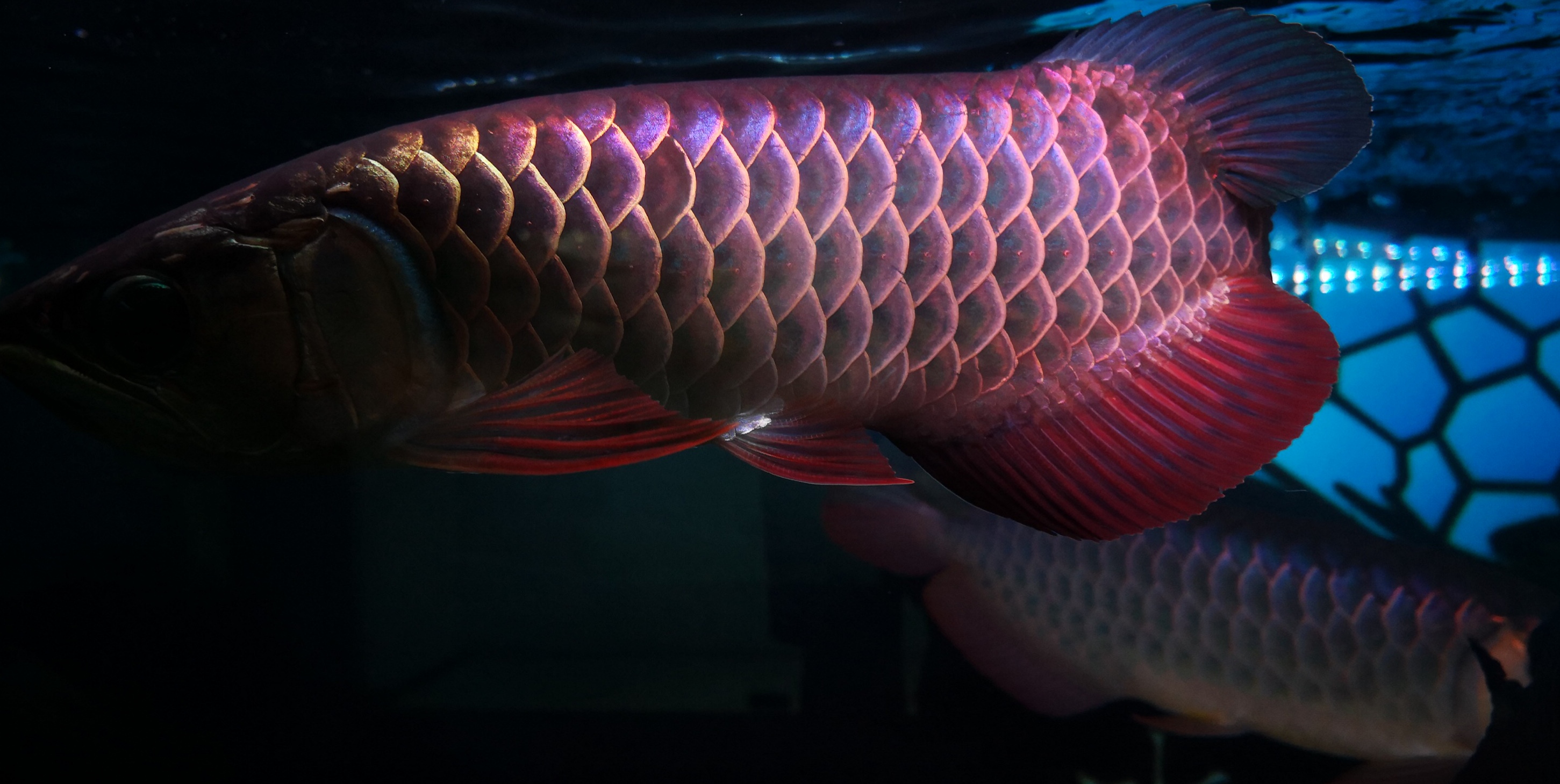 如何挑好的金龙,如何挑选金龙的好坏