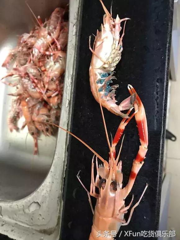 变性虾疯产蓝卵，日式小清新般的口感！