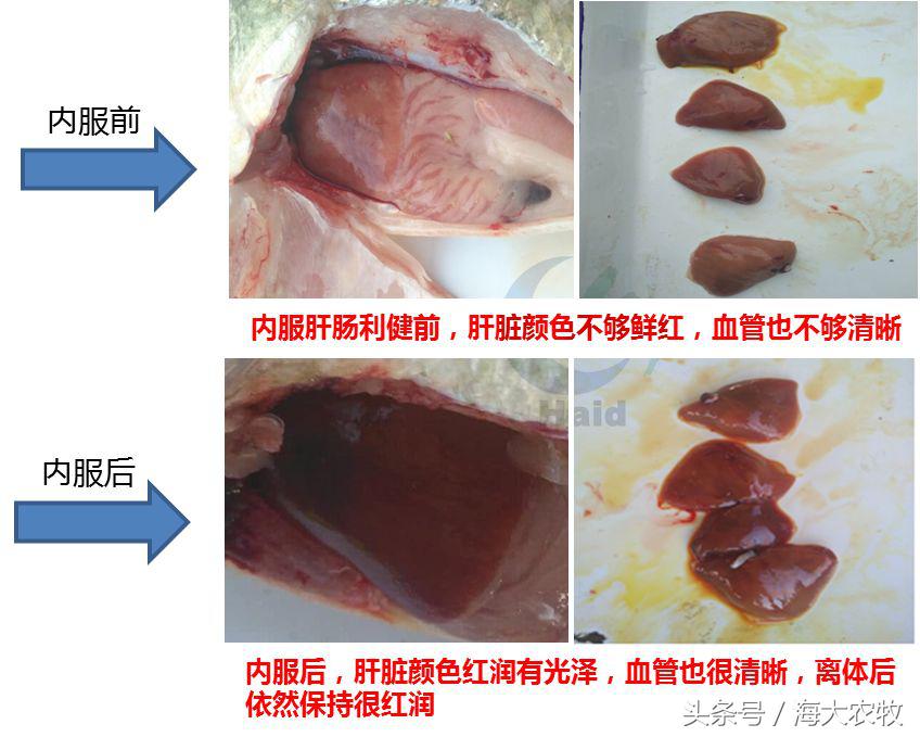 看，这就是别人家的鱼！“红润有光泽”，吃料“梆梆声”！