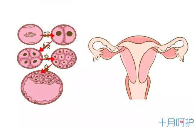 比较难怀孕的人怎么可以快速怀孕,快速怀孕最靠谱的办法