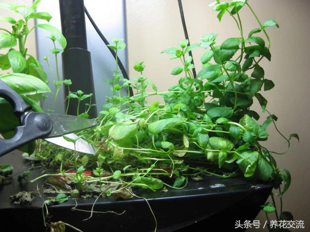 养薄荷能驱小飞虫吗,养薄荷可以防老鼠吗