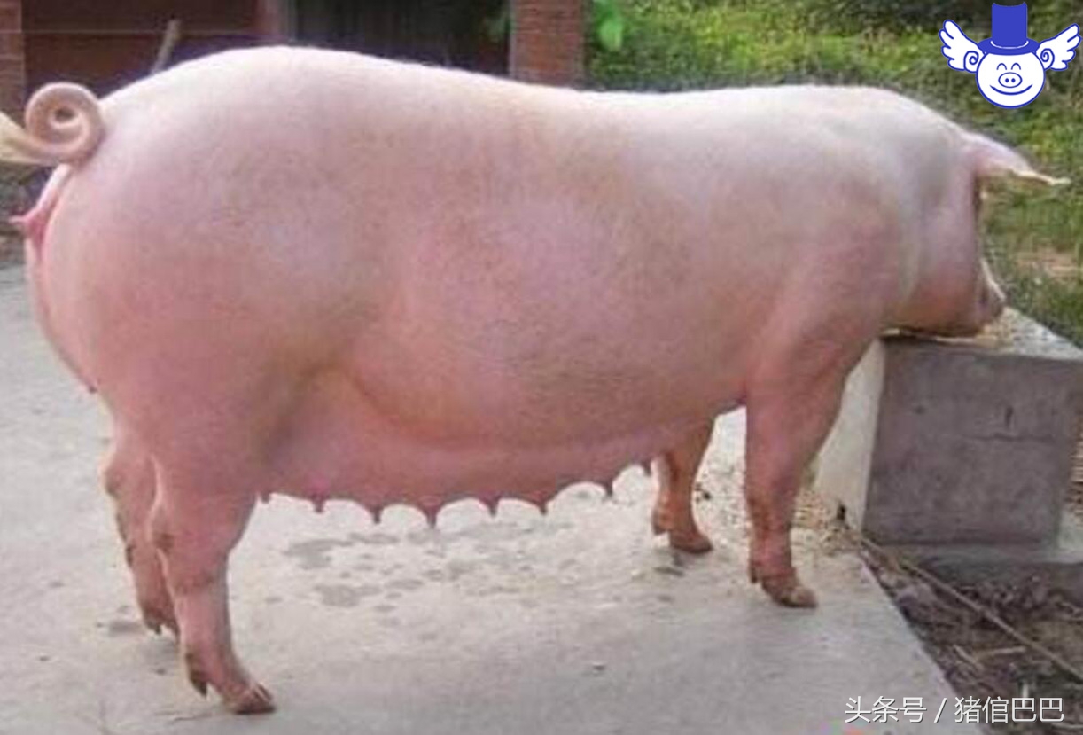 要想母猪多产仔用什么方法,想要母猪奶水多用啥办法