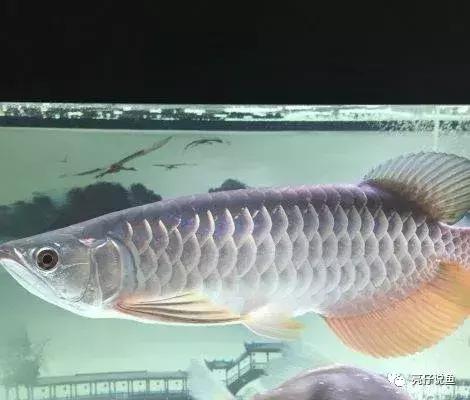 龙鱼品种价格排行,龙鱼图片品种介绍视频播放