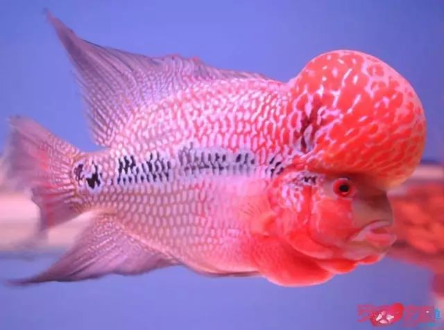 小罗烧牛筋,小罗烧鱿鱼