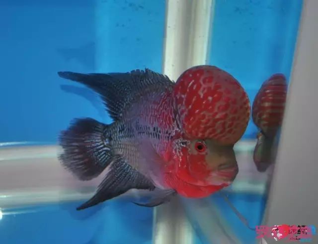 小罗烧牛筋,小罗烧鱿鱼