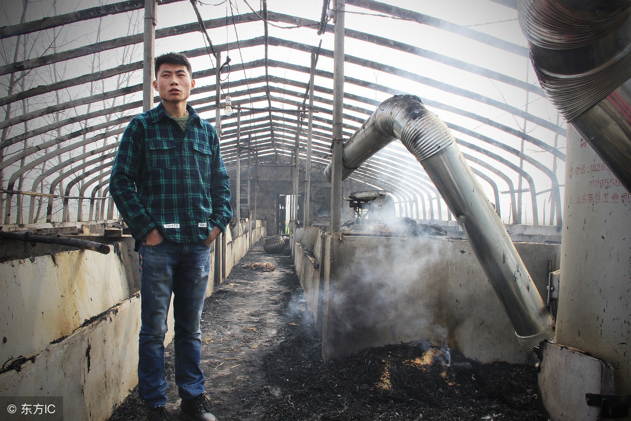 养猪场使用的蚊香,猪场用的蚊香对仔猪有害吗