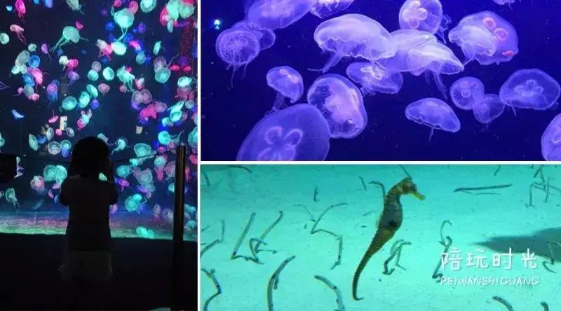 带娃游长隆最佳路线,带娃去哪个长隆玩