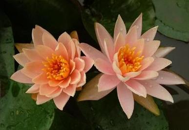 睡莲开花和没开花的样子,睡莲种子种的睡莲什么时候能开花