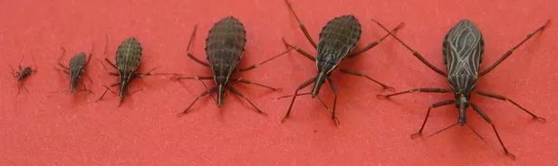 被一种虫咬了,被虫咬会得艾滋病吗