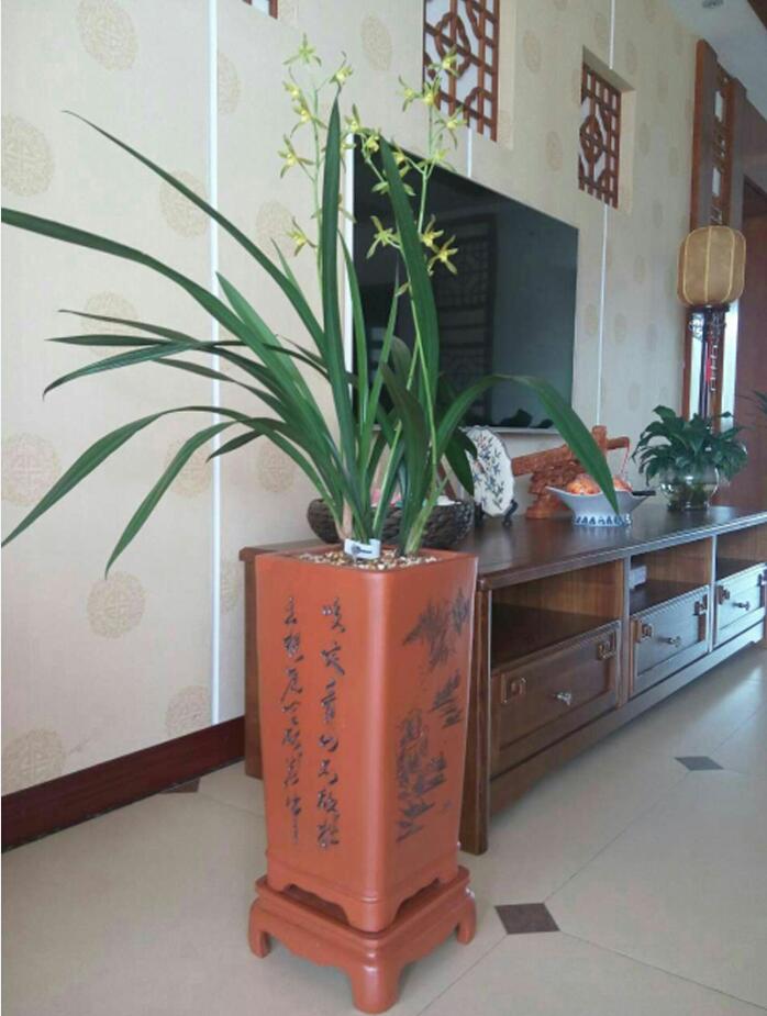 兰花品种大全及鉴别,绿宝石兰花属于什么品种的兰花