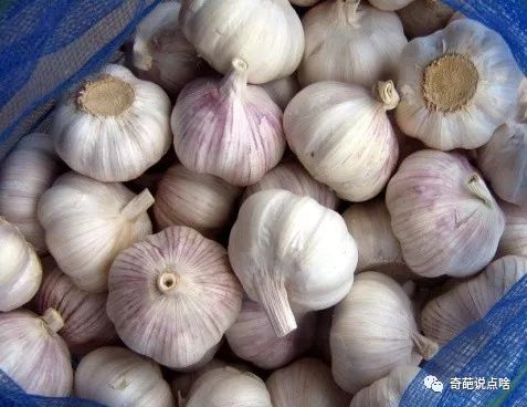 大蒜治口臭最佳方法,不吃大蒜有大蒜味口臭