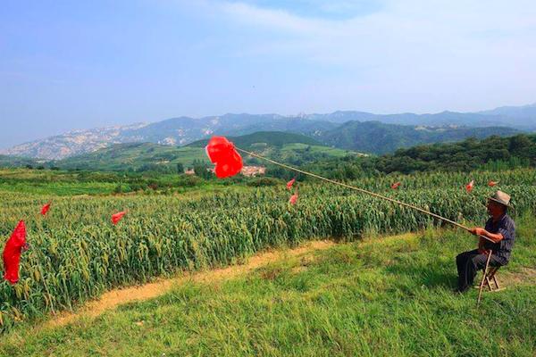 麻雀田地里吃谷子,农村麻雀吃谷子