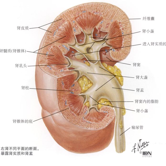 维生素d与甲状腺功能的关系,维生素d怎么补骨质最好