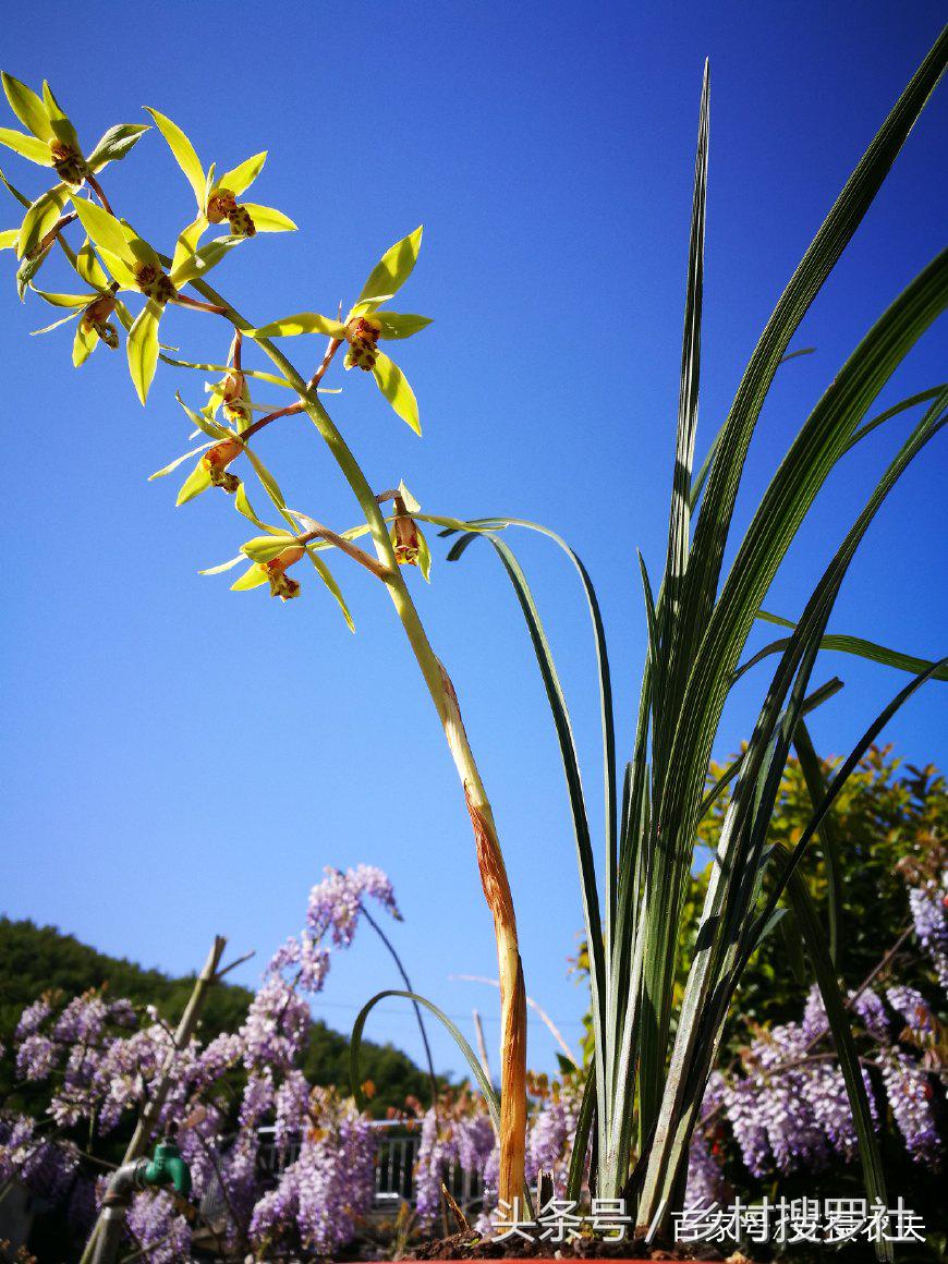 1月蕙兰已出花苞室外如何养护,带花苞的蕙兰需要太阳吗