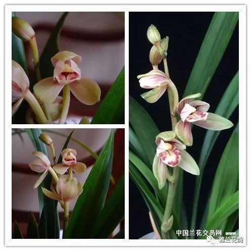 兰花鉴赏全部,兰花建兰八大名品介绍