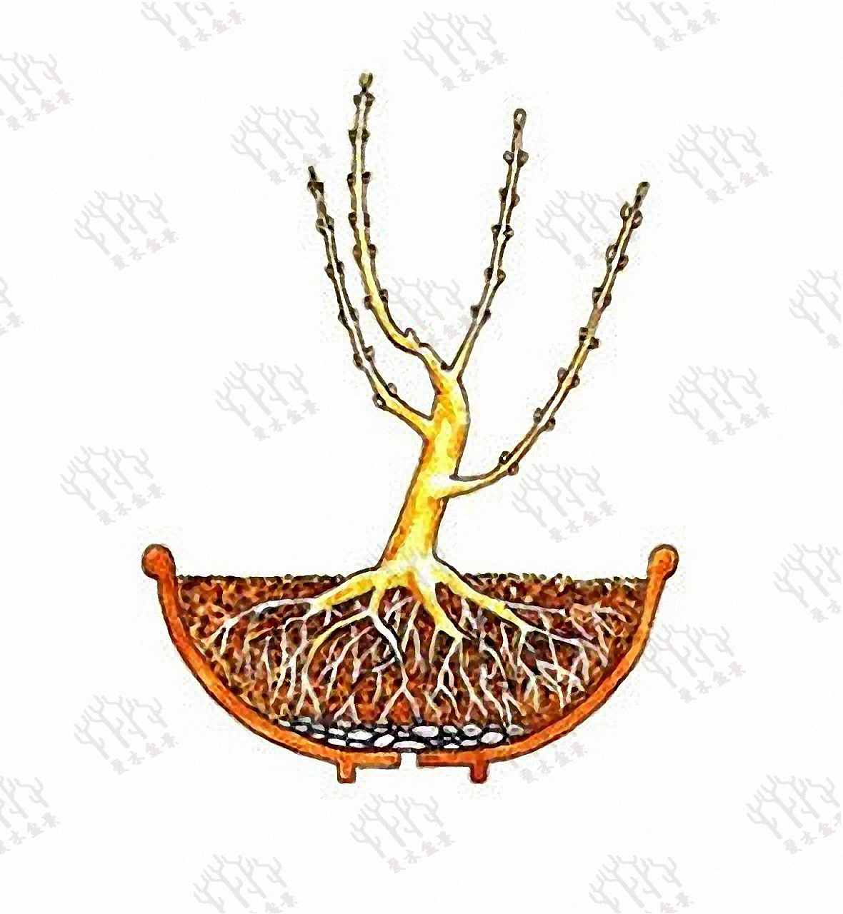 不同盆景的养护难度,不同盆栽施什么肥